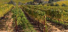 Lubbock Wineries